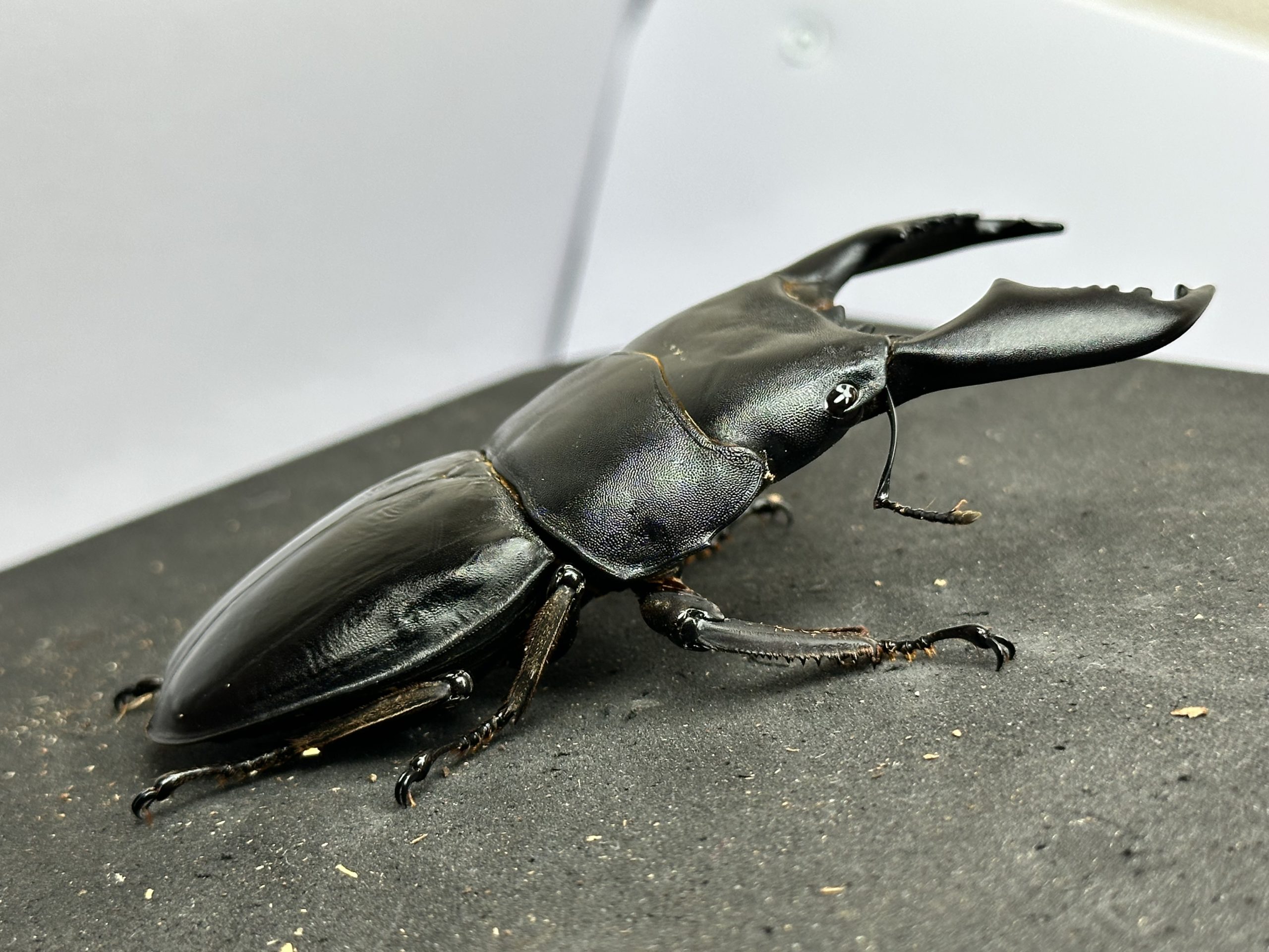 【ファミリアしょう吉】世子Bライン スマトラヒラタアチェ　♀単品53.7ミリ　107.6同腹