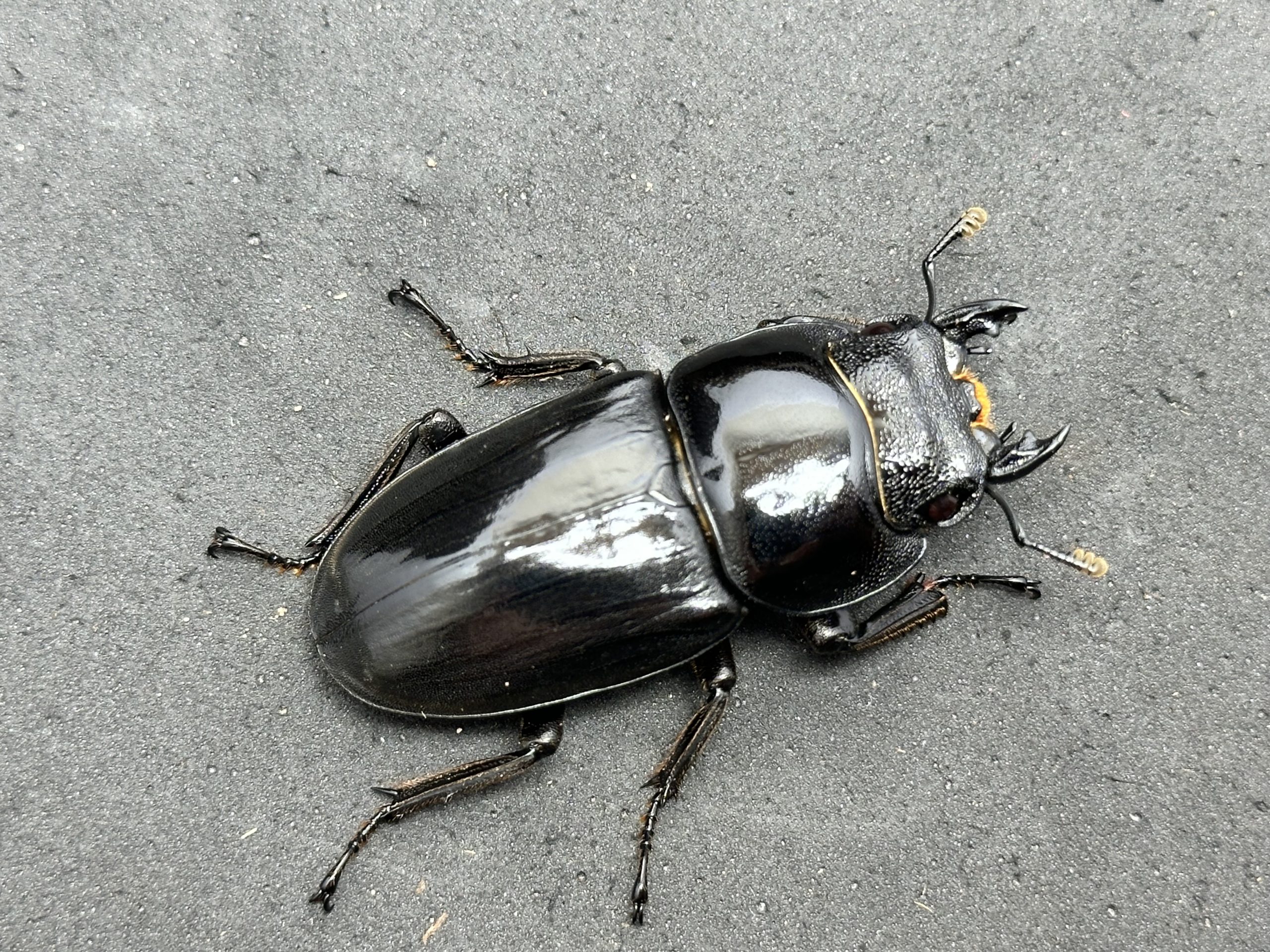 パラワンオオヒラタクワガタ ♂105.7㎜ ♀52.3㎜ ペア | EVERNOTHING