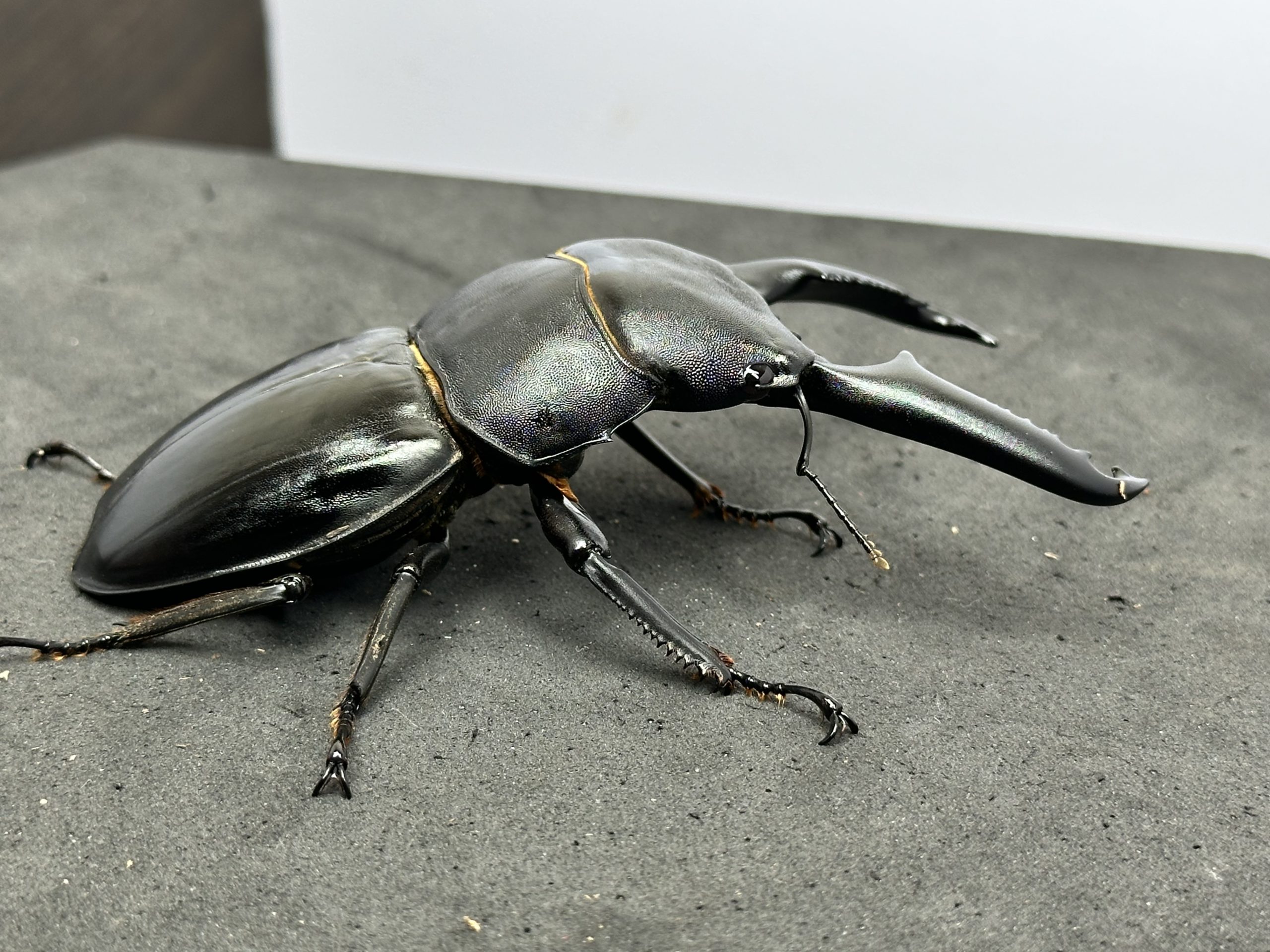 パラワンオオヒラタクワガタ ♂105.7㎜ ♀52.3㎜ ペア | EVERNOTHING